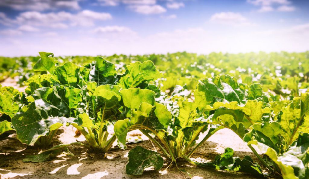 Umgroup trading beet molasses teaser