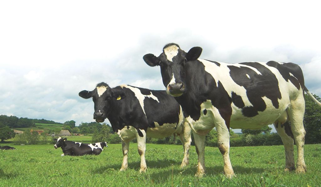 Umgb feeding on farm