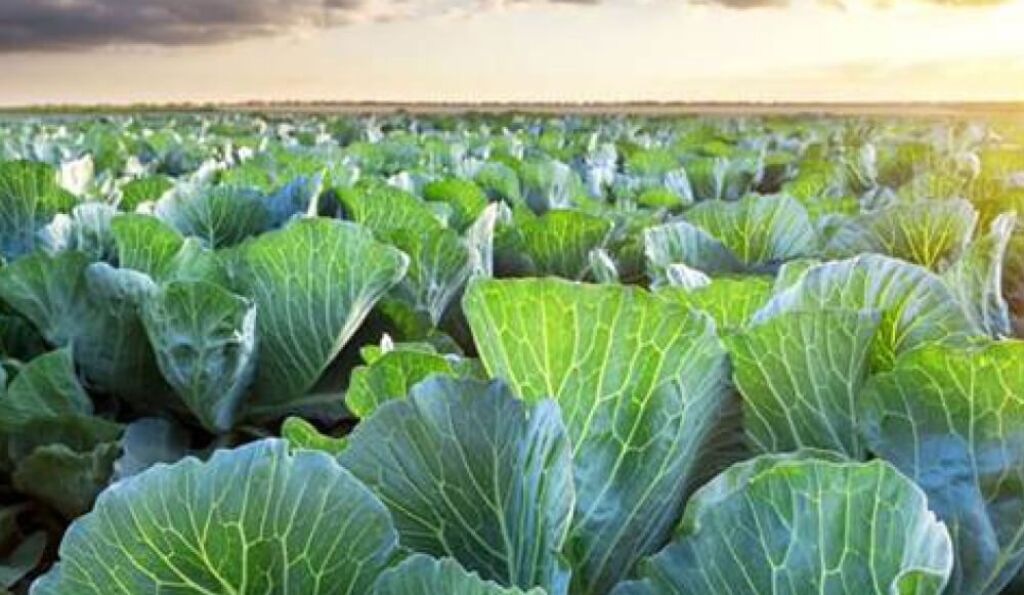 Molasses industrial liquid fertiliser solutions