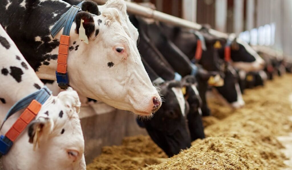 Feed Molasses UM Group