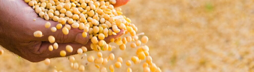 Umgroup vegoils intro